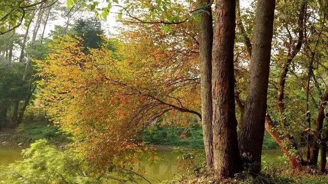 1603269704506914.jpg 80.jpg