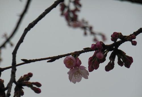 1603351937671252.jpg 44.jpg