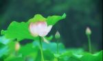 智碍