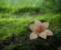 华严宗七祖
