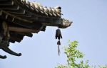 八万四千法藏