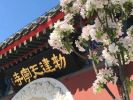 一切智光明仙人慈心因缘不食肉经