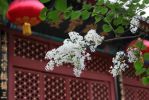 人雄师子