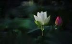 紫磨黄金