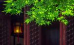 菩萨求佛本业经
