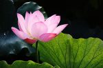 菩萨地持经
