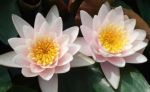 菩提心观释