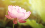 菩萨睒经