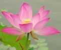 菩萨行门诸经要集