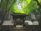 庵摩罗