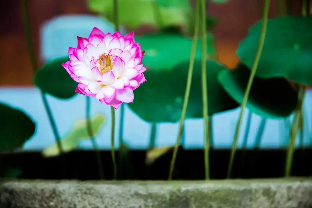 1606447212708518.jpg 微信图片_20201106114109.jpg