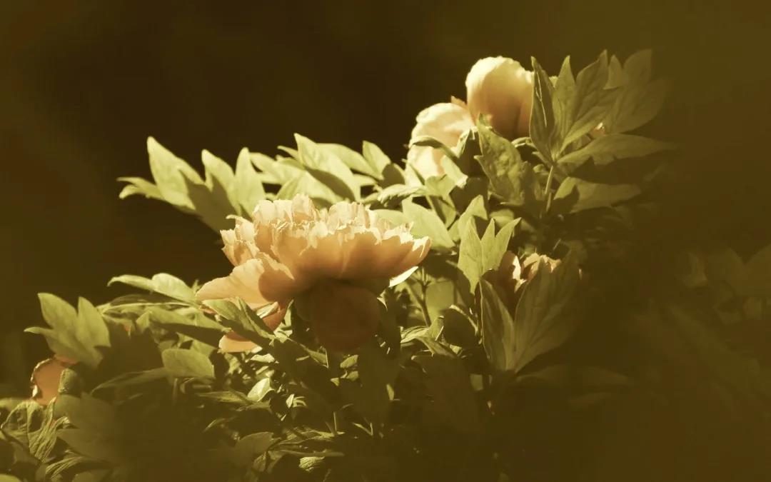 1608864264826927.jpg 微信图片_20201102093544.jpg