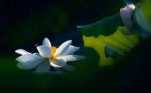 1618646299733604.jpg 17.jpg