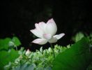海涛法师《从深信因果到迈向慈悲》