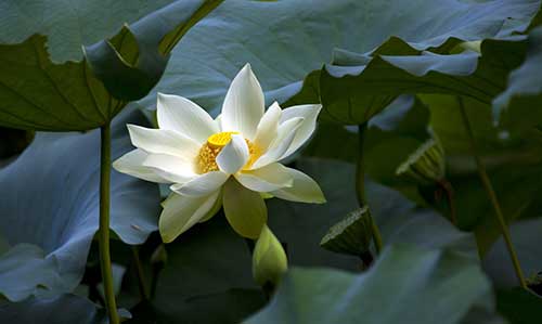 1618903758304285.jpg 18.jpg