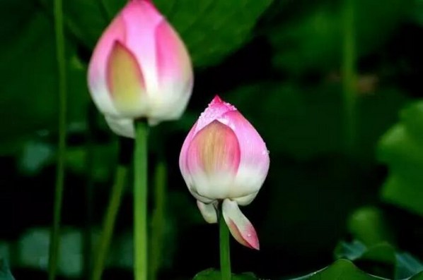 1618971760703671.jpg 29.jpg