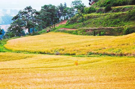 1618971819512533.jpg 微信图片_20200917090951.jpg