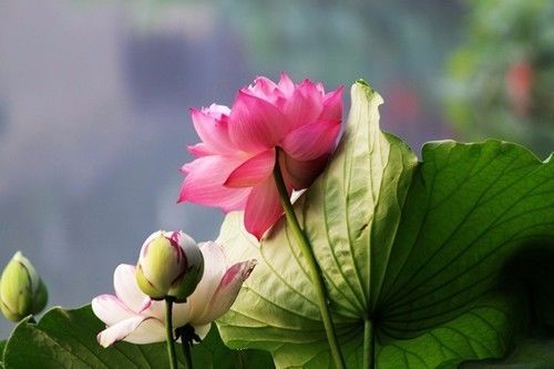 1618991671720447.jpg 42.jpg