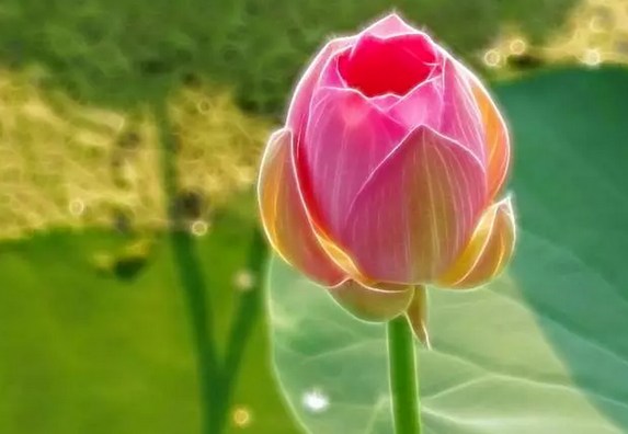 1618997662274096.jpg 65.jpg