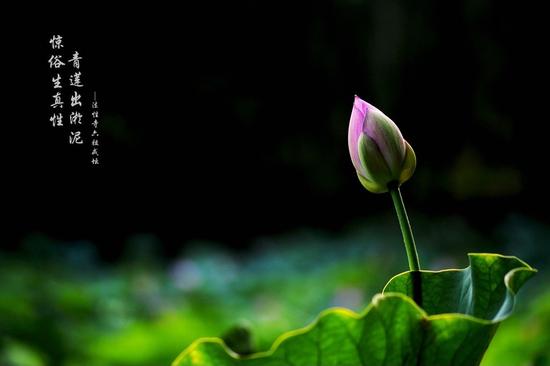 1619141302518606.jpg 48.jpg