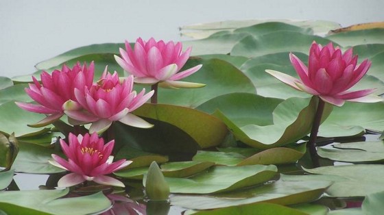 1619141931284859.jpg 5.jpg