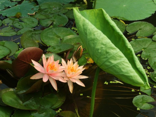 1619142072112902.jpg 19.jpg