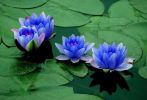 照见五蕴皆空
