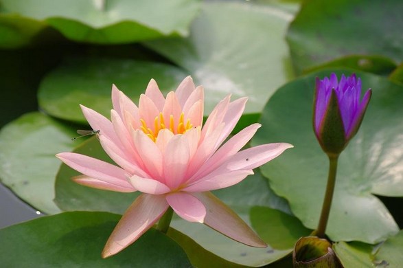 1619575032649868.jpg 7.jpg