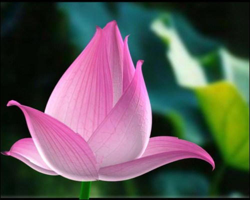 1620261905485921.jpg 5.jpg