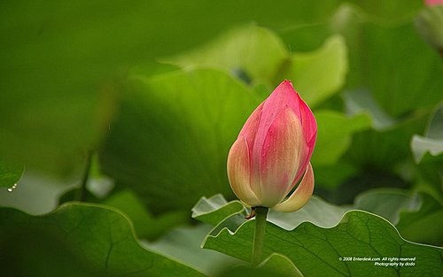 1620262509614824.jpg 18.jpg