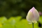 孝子除障，助母往生