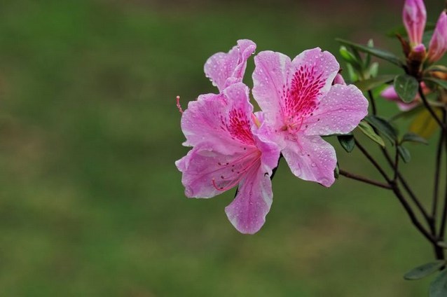 1620365832369676.jpg 32.jpg