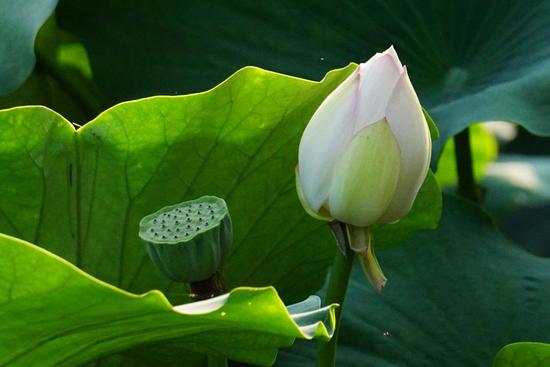 1620375519686058.jpg 12.jpg