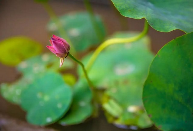 1620375559706555.jpg 13.jpg