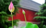 如何看待某人是菩萨再来