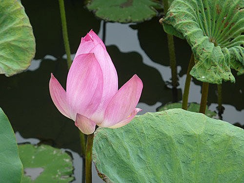 1620612551134525.jpg 38.jpg