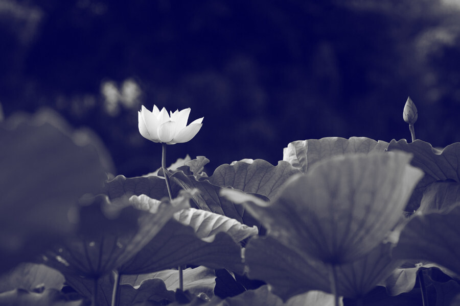 1620626009462952.jpg 2746019.jpg