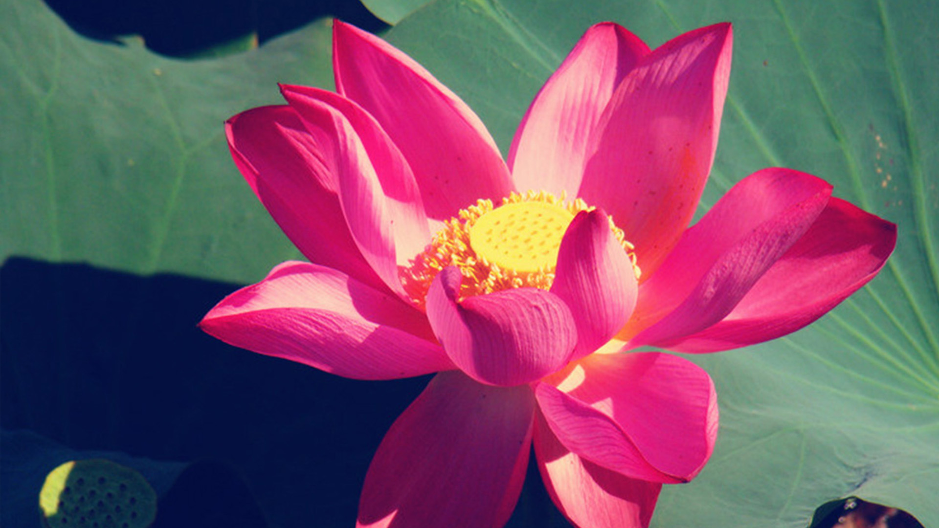 1620626082681092.jpg 5877336e19474.jpg