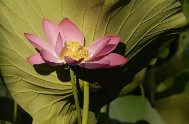 1620638158924640.jpg 57.jpg