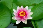 金刚藏王菩萨默默帮助持〈楞严咒〉的人开智慧