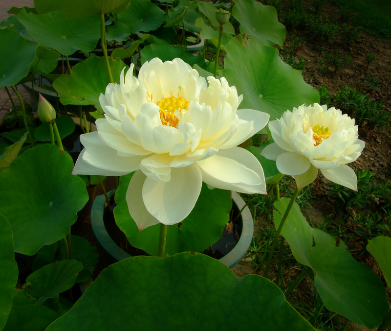 1620713479428140.jpg 12a3ebbb153g213.jpg