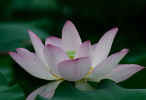 圣严法师《慈悲没有敌人,智慧不起烦恼》
