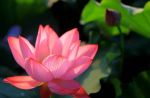 师父宣公上人常叮咛我们，出门在外应多持大悲咒和佛菩萨圣号