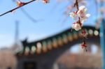 圣严法师：自认愚痴也是智慧