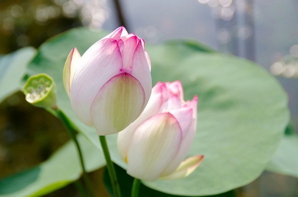 1620809918668126.jpg 38.jpg