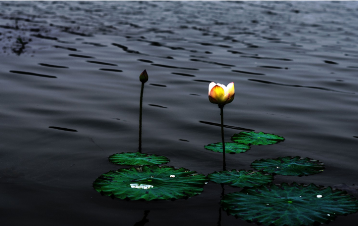 宣化上人:这些东西不要拿来供佛