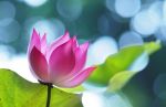 半生花开，半世花落