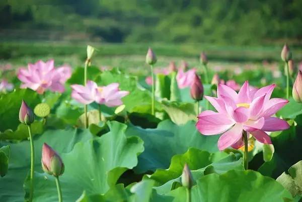 1627541025216443.jpg 29047e86b1e741379e52327ee61c6802_th.jpg