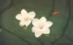 临济慧照禅师关于禅宗的三问？