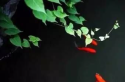 《楞严经》轻松学 卷八（之二）